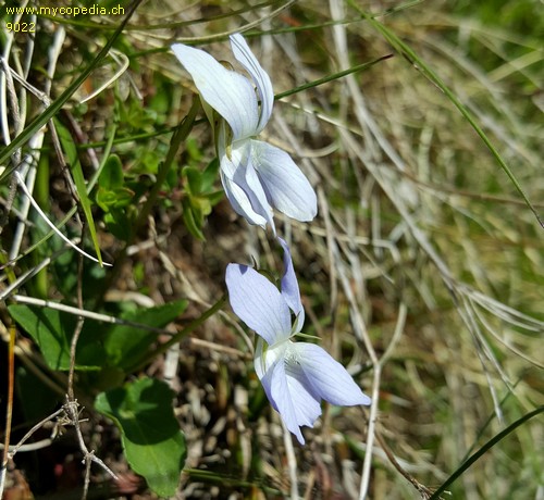 Viola montana - 
