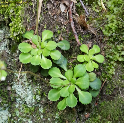 Saxifraga cuneifolia - 