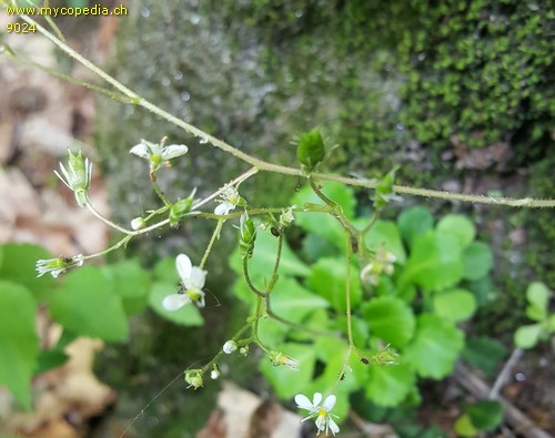 Saxifraga cuneifolia - 