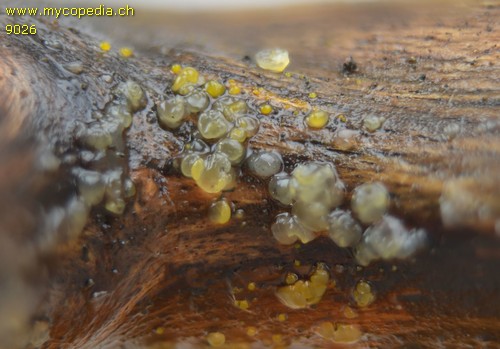 Dacrymyces stillatus - Pilzfoto gestackt - 