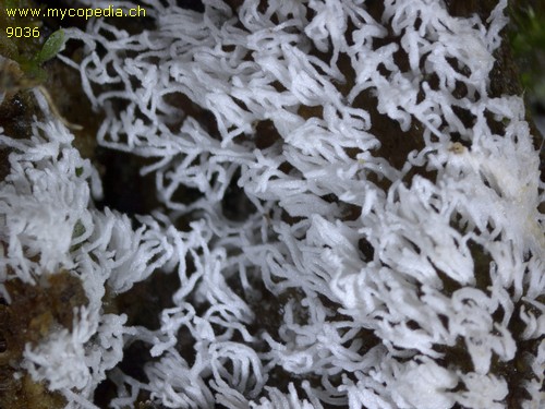 Ceratiomyxa fruticulosa - 