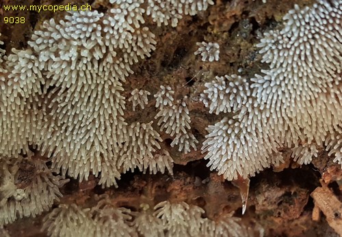 Ceratiomyxa fruticulosa - 