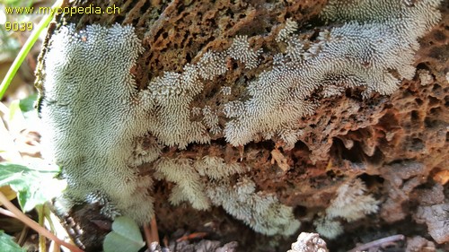 Ceratiomyxa fruticulosa - 