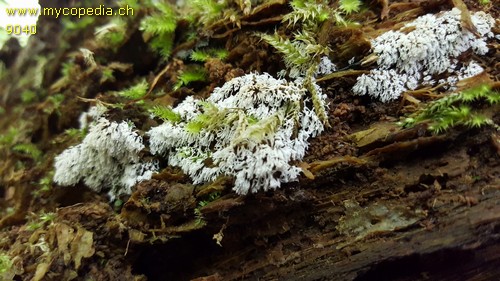 Ceratiomyxa fruticulosa - 