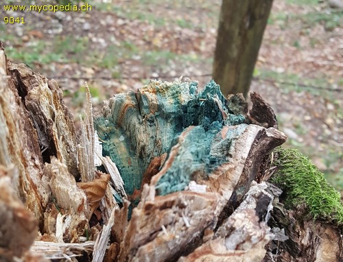 Chlorociboria - 