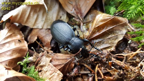 Carabus coriaceus - 