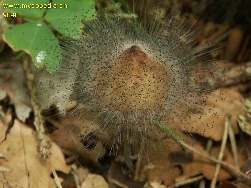 Spinellus fusiger - 