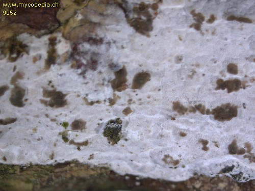 Exidiopsis calcea - 