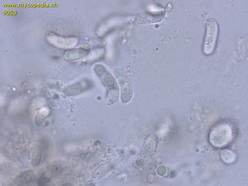 Exidiopsis calcea - Sporen - 