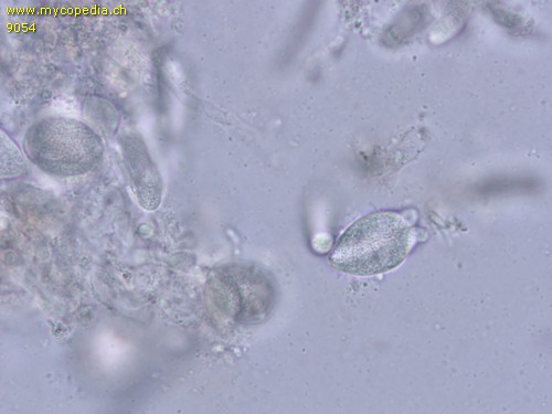 Exidiopsis calcea - Hypobasidien - 