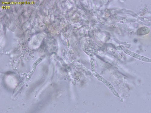 Exidiopsis calcea - Hypobasidien - 