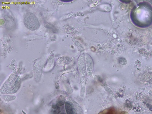 Exidiopsis calcea - Phragmobasidien - 