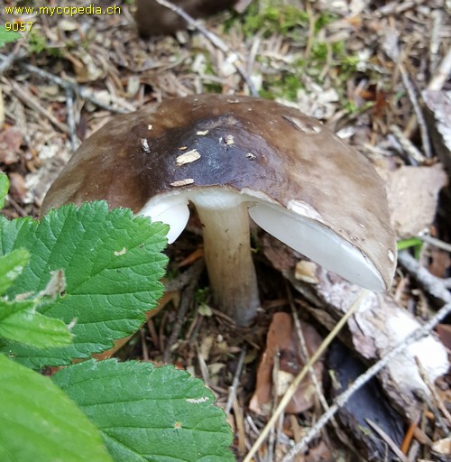 Pluteus pouzarianus - 