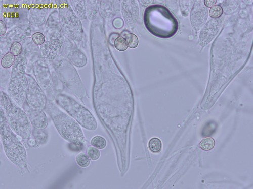 Pluteus pouzarianus - Pleurozystiden - 