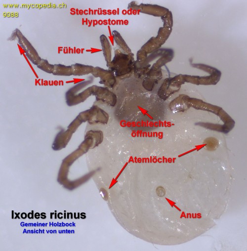 Ixodes ricinus - 