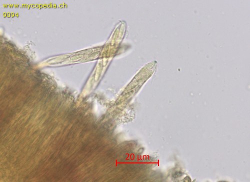 Mollisia fusca - 