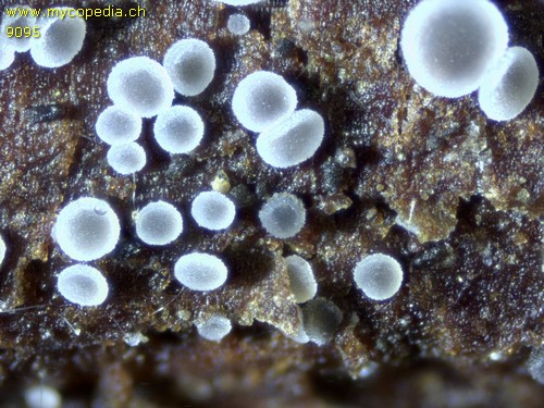 Mollisia fusca - 