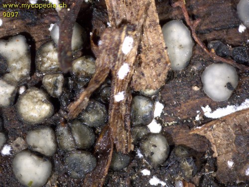 Mollisia fusca - 