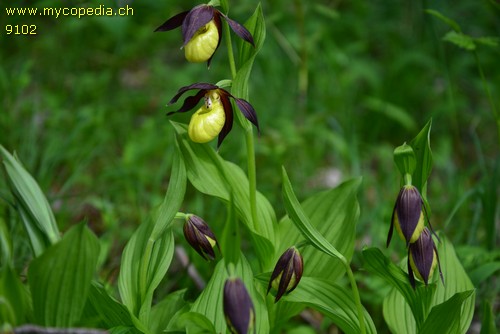 Cypripedium calceolus - 