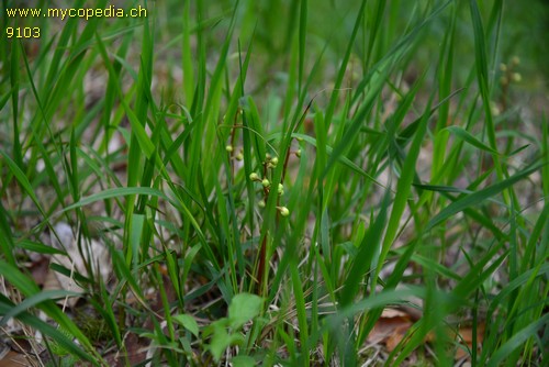 Pyrola rotundifolia - 