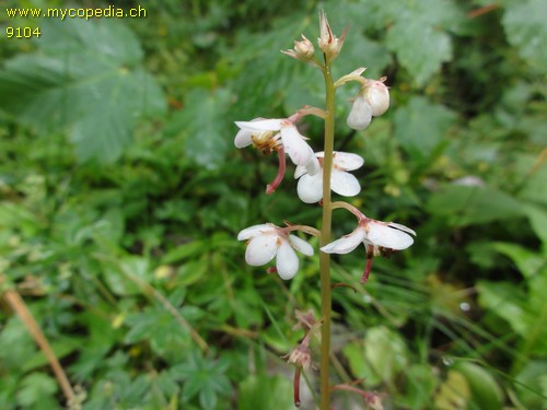 Pyrola rotundifolia - 