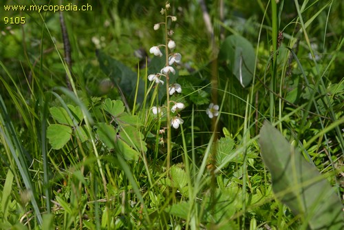 Pyrola rotundifolia - 