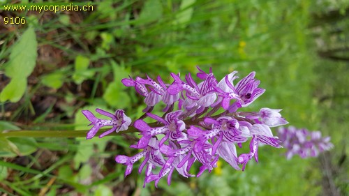 Orchis militaris - 