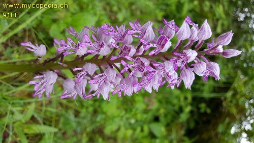 Orchis militaris - 