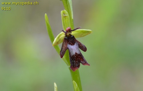 Ophris insectifera - 