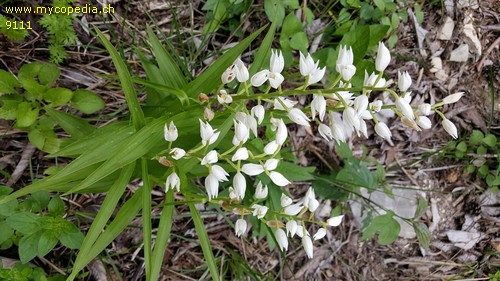 Cephalanthera longifolia - 