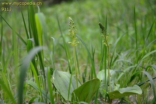 Listera ovata - 