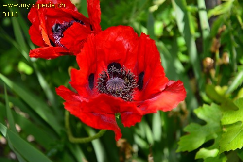 Papaver orientale - 