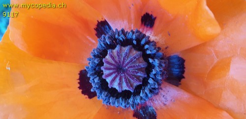 Papaver orientale - 