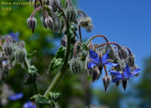 Borago officinalis - 