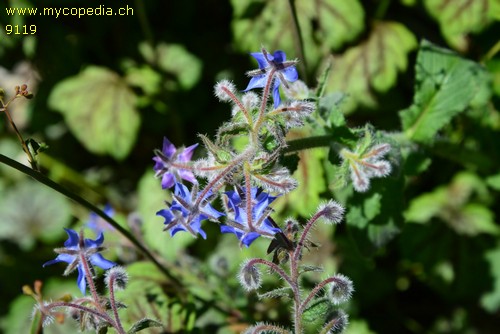 Borago officinalis - 