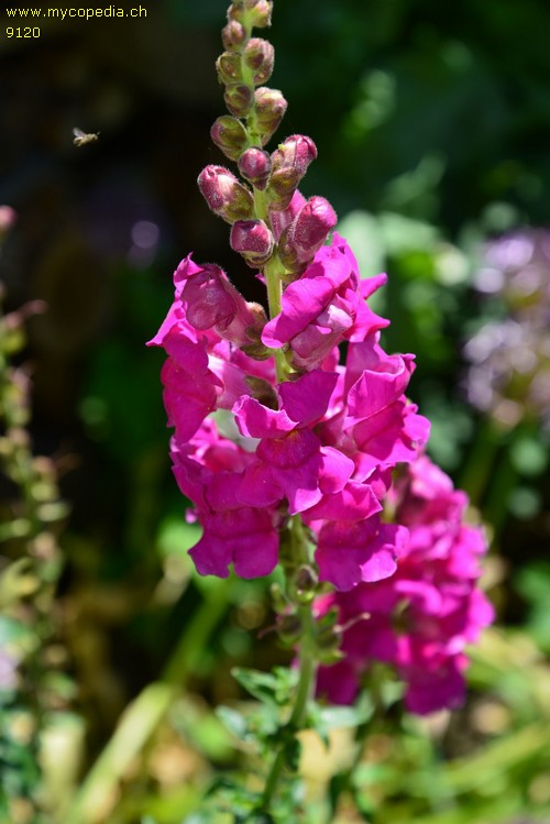 Antirrhinum majus - 