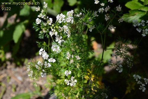 Coriandrum sativum - 