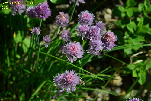 Allium schoenoprasum - 