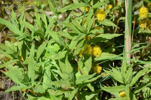 Lysimachia thyrsiflora - 