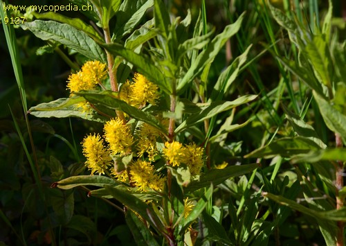 Lysimachia thyrsiflora - 