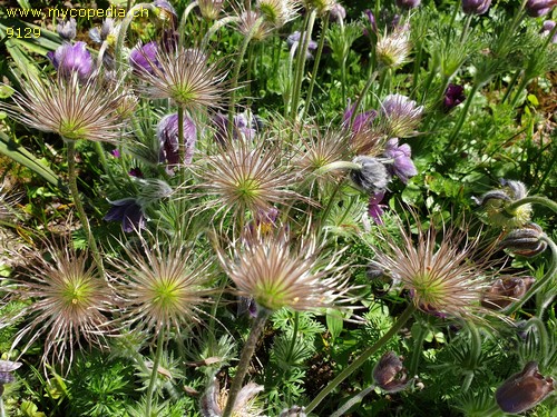 Pulsatilla vulgaris - 