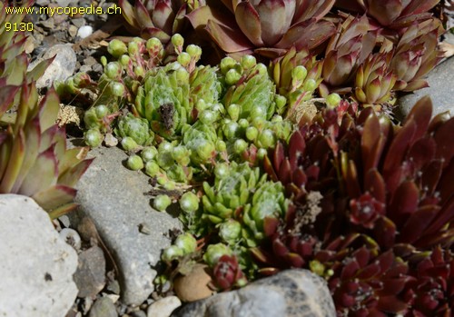 Sempervivum arachnoideum - 