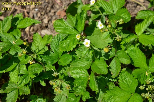 Fragaria vesca - 