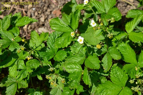 Fragaria vesca - 