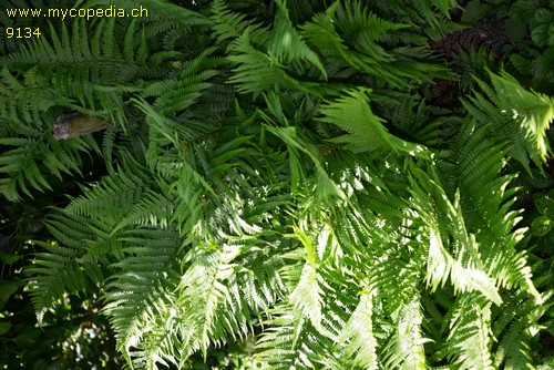 Dryopteris filix-mas - 