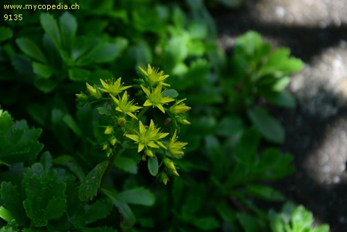 Sedum spathulifolium - 