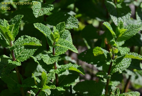 Mentha spicata var. crispa - 