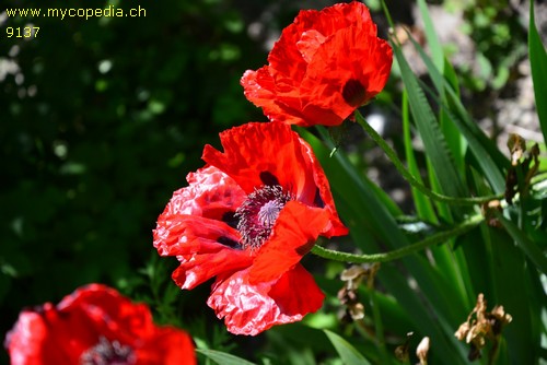 Papaver orientale - 