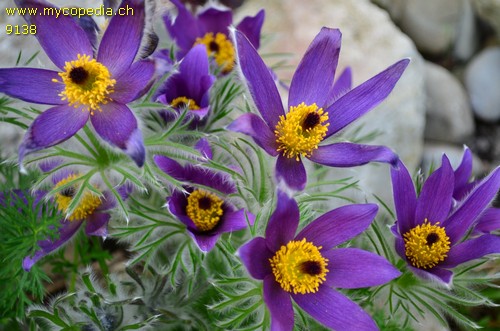 Pulsatilla vulgaris - 