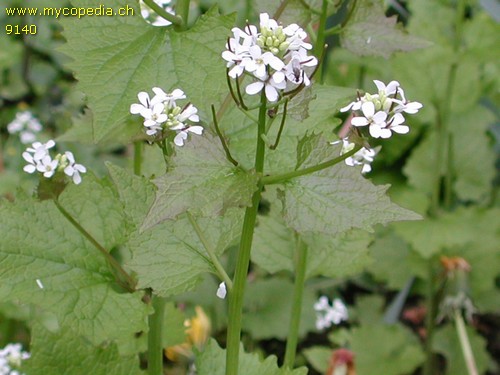 Alliaria petiolata - 